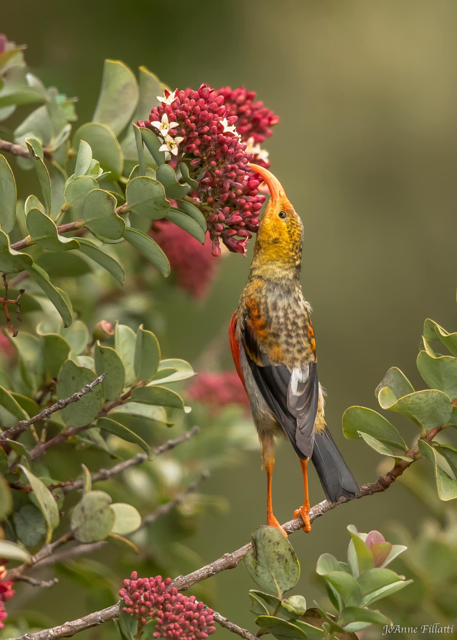 bird of maui image 5